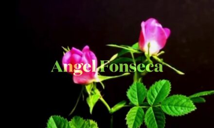 Full Part: Angel Fonseca 20/20 vision (2020)